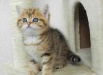 British Shorthair Flora - British Shorthair Cat For Sale - Chicago, IL, US