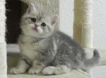 British Shorthair Oliver - British Shorthair Cat For Sale - Chicago, IL, US