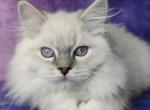 Winx - Ragdoll Cat For Sale - Miami, FL, US