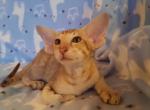 Nathan - Oriental Cat For Sale - Miami, FL, US