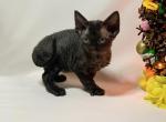 Zabava - Devon Rex Cat For Sale - Pembroke Pines, FL, US