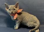 Zima - Devon Rex Cat For Sale - Norwalk, CT, US