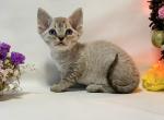 Zarina - Devon Rex Cat For Sale - Norwalk, CT, US