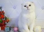 Yogurt - Scottish Fold Cat For Sale - Hollywood, FL, US