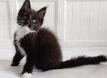 Ludvig Van Beethoven - Maine Coon Cat For Sale - Miami, FL, US