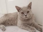 Marseille - British Shorthair Cat For Sale - Miami, FL, US