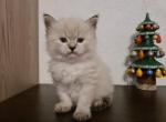 Gray - Siberian Cat For Sale - Miami, FL, US