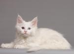 Jafra - Maine Coon Cat For Sale - Hollywood, FL, US