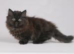 Julianne - Munchkin Cat For Sale - Hollywood, FL, US