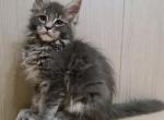 Biscuit - Maine Coon Cat For Sale - Miami, FL, US