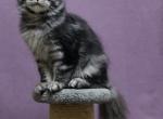 Thunder in Paradise - Maine Coon Cat For Sale - Miami, FL, US