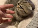 Dasha - Scottish Fold Cat For Sale - Philadelphia, PA, US