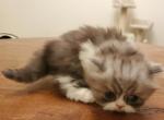 Echo's Persian Kittens - Persian Cat For Sale - Greenville, OH, US