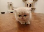 Echo's Persian Kitten - Persian Cat For Sale - Greenville, OH, US