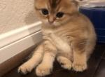 Beau - Scottish Fold Cat For Sale - Houston, TX, US