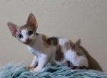 Barbie - Devon Rex Cat For Sale - Miami, FL, US