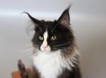 Matilda - Maine Coon Cat For Sale - NY, US