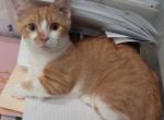 Ollie - Munchkin Cat For Sale - FL, US