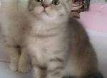 Oliva - Scottish Straight Cat For Sale - NY, US