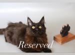 Dark brown - Maine Coon Cat For Sale - NY, US