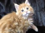 Nils - Maine Coon Cat For Sale - Miami, FL, US