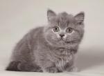 Ippi - Munchkin Cat For Sale - Hollywood, FL, US