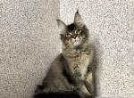 Baldassar - Maine Coon Cat For Sale - Hollywood, FL, US