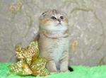 Yasmine - Scottish Fold Cat For Sale - NY, US