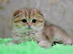 Yarik - Scottish Fold Cat For Sale - NY, US