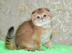 Yamir - Scottish Fold Cat For Sale - NY, US