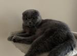 Nala - Scottish Fold Cat For Sale - Huntington, NY, US