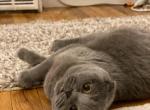 Nalla - Scottish Fold Cat For Sale - Huntington, NY, US