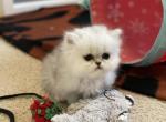 Rosalie of Angels Pride - Persian Cat For Sale - Nashville, TN, US