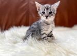 HERA female silver Savannah kitten - Savannah Cat For Sale - NY, US