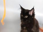 Nefertiti - Maine Coon Cat For Sale - NY, US