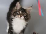 Handsome - Maine Coon Cat For Sale - NY, US