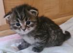 Siberian kittens 2 litters - Siberian Cat For Sale - New York, NY, US