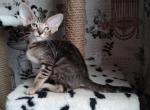 Magnolia - Oriental Cat For Sale - Miami, FL, US