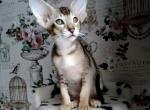 Mimosas - Oriental Cat For Sale - Miami, FL, US