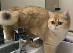 Callas - British Shorthair Cat For Sale/Retired Breeding - Monroe, WA, US