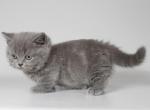 Joinn - Munchkin Cat For Sale - Hollywood, FL, US