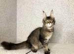 Boston - Maine Coon Cat For Sale - Hollywood, FL, US