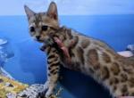 Zetta - Bengal Cat For Sale - Miami, FL, US