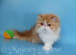 Kayra - Persian Cat For Sale - Yucca Valley, CA, US