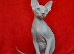 Android - Sphynx Cat For Sale - Norwalk, CT, US