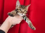 Simeon - Bengal Cat For Sale - Miami, FL, US