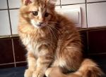 Folli - Maine Coon Cat For Sale - Hollywood, FL, US