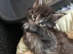 Archie MCO ns 22 Silver Classic Tabby RESERVED - Maine Coon Cat For Sale - Chipley, FL, US