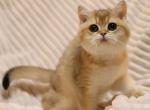 Sesame - British Shorthair Cat For Sale - Hollywood, FL, US