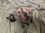 Autumn x Danta Elf Litter - Sphynx Cat For Sale - Scottsdale, AZ, US